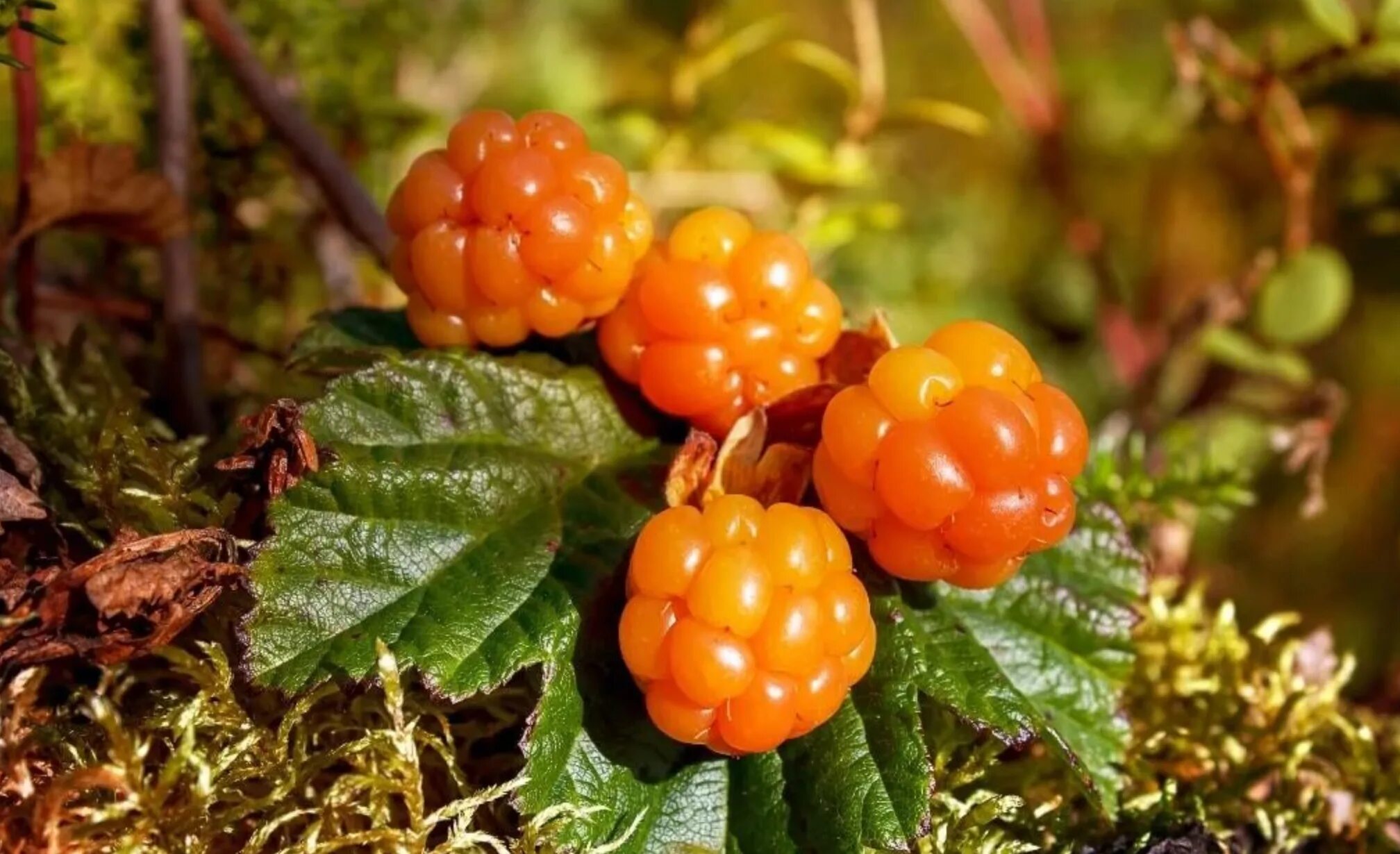 Cloudberry. Морошка Арктическая. Северная ягода Морошка. Царская ягода Морошка. Морошка в Карелии.