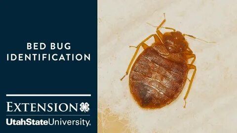 Get those bugs