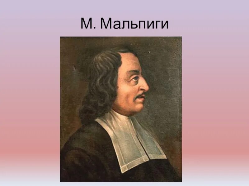 Эксперимент мальпиги. Эксперимент мальпиги