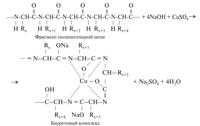 Уравнение биуретовой реакции белка. Биуретовая реакция на пептиды. Биуретовая реакция с трипептидом. Биуретовая реакция уравнение. Полипептиды с азотной кислотой дают фиолетовое окрашивание