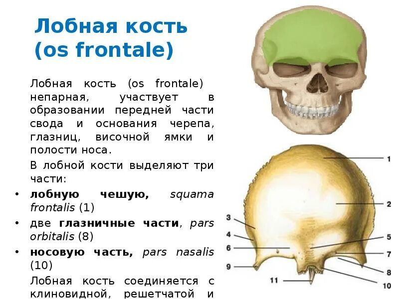 Лобная кость черепа строение. Части лобной кости анатомия. Глабелла лобной кости. Решетчатая вырезка лобной кости.