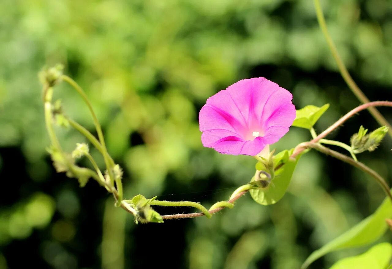 Вьюн который запретили. Вьюнок bindweed. Вьюнок полевой цветок. Вьюнок полевой (Convōlvulus arvēnsis). Вьюнок персидский.