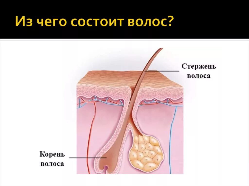 Корень волоса погружен в окруженную. Стержень и корень волоса. Строение волоса. Структура волоса корень. Строение волоса человека.