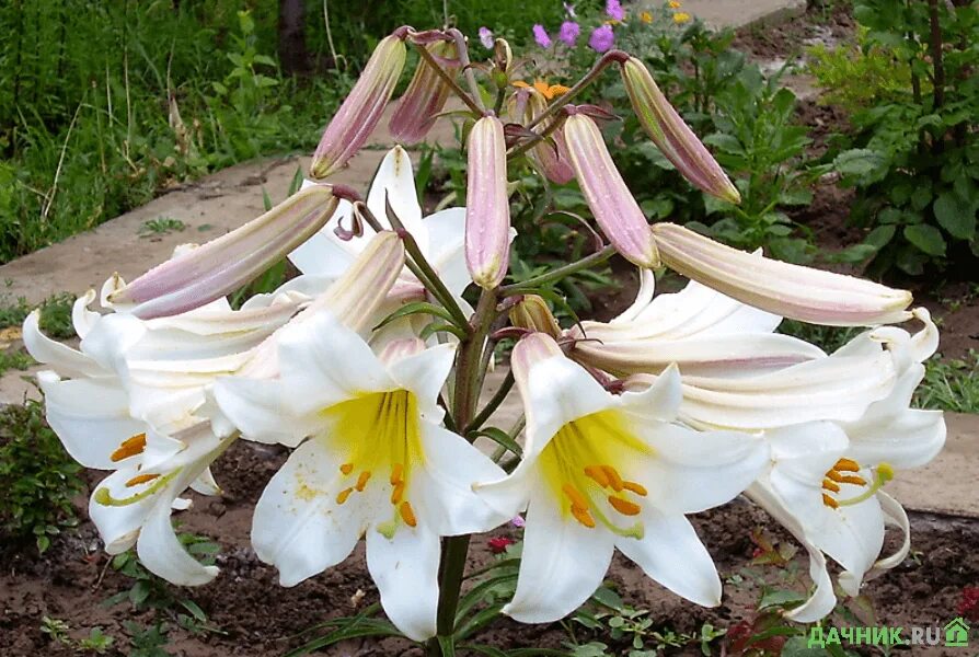 Лилия Регале. Лилия Регал альбум трубчатая. Лилия Королевская (Lilium Regale). Лилия регалия белая трубчатая. Какие лилии пахнут