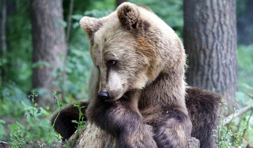 Приснился медведь бурый. Медведята. Медведь сидит на Камне. Домашний медведь. К чему снится медведь бурый большой женщине