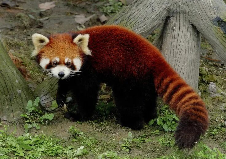 Животные китая фото 50 Amazing Animal Photos of 2015 Panda, Giant panda, Funny panda pictures