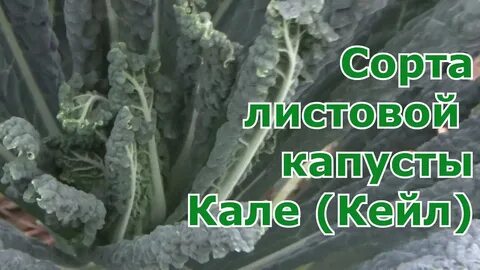 Капуста кейл как готовить