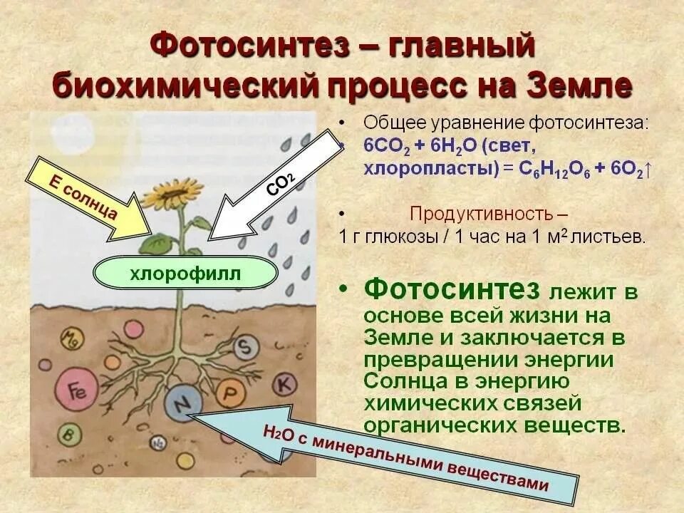 Фотосинтез. Зина фото. Photosintes. Процесс фотосинтеза. Зачем растениям фотосинтез