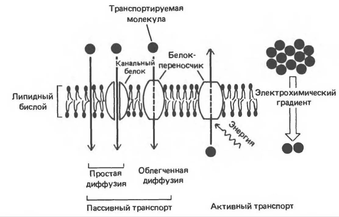 Какой вид мембранного транспорта показан на рисунке. Виды активного транспорта веществ через мембрану клетки. Транспорт активный и пассивный клеточная мембрана. Что такое активный, пассивный транспорт через клеточную мембрану?. Активный и пассивный транспорт веществ.