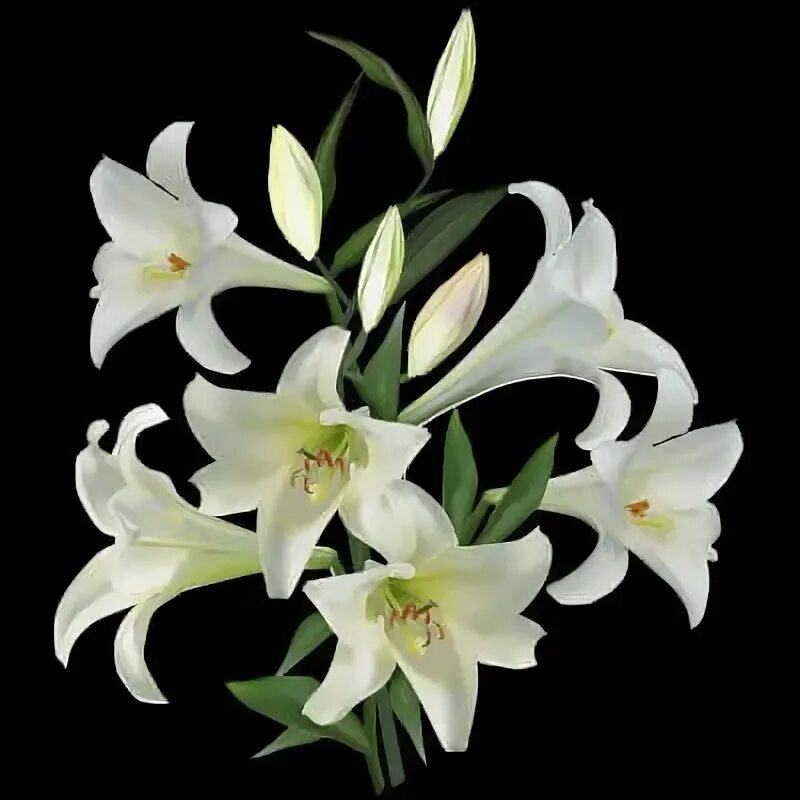 Pure lily