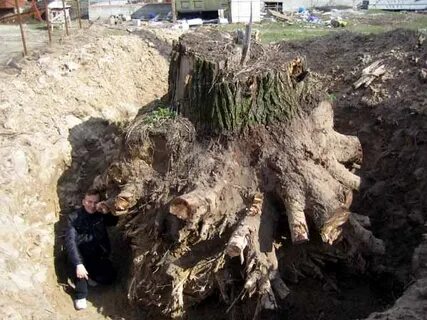 Как выкорчевать дерево без усилий быстро
