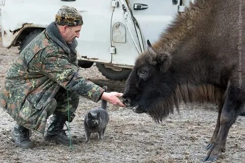 Зубр сравнение