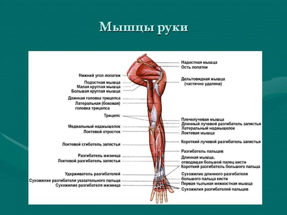 Мышцы руки анатомия. Мышцы верхних конечностей человека анатомия. Мышцы руки схема.