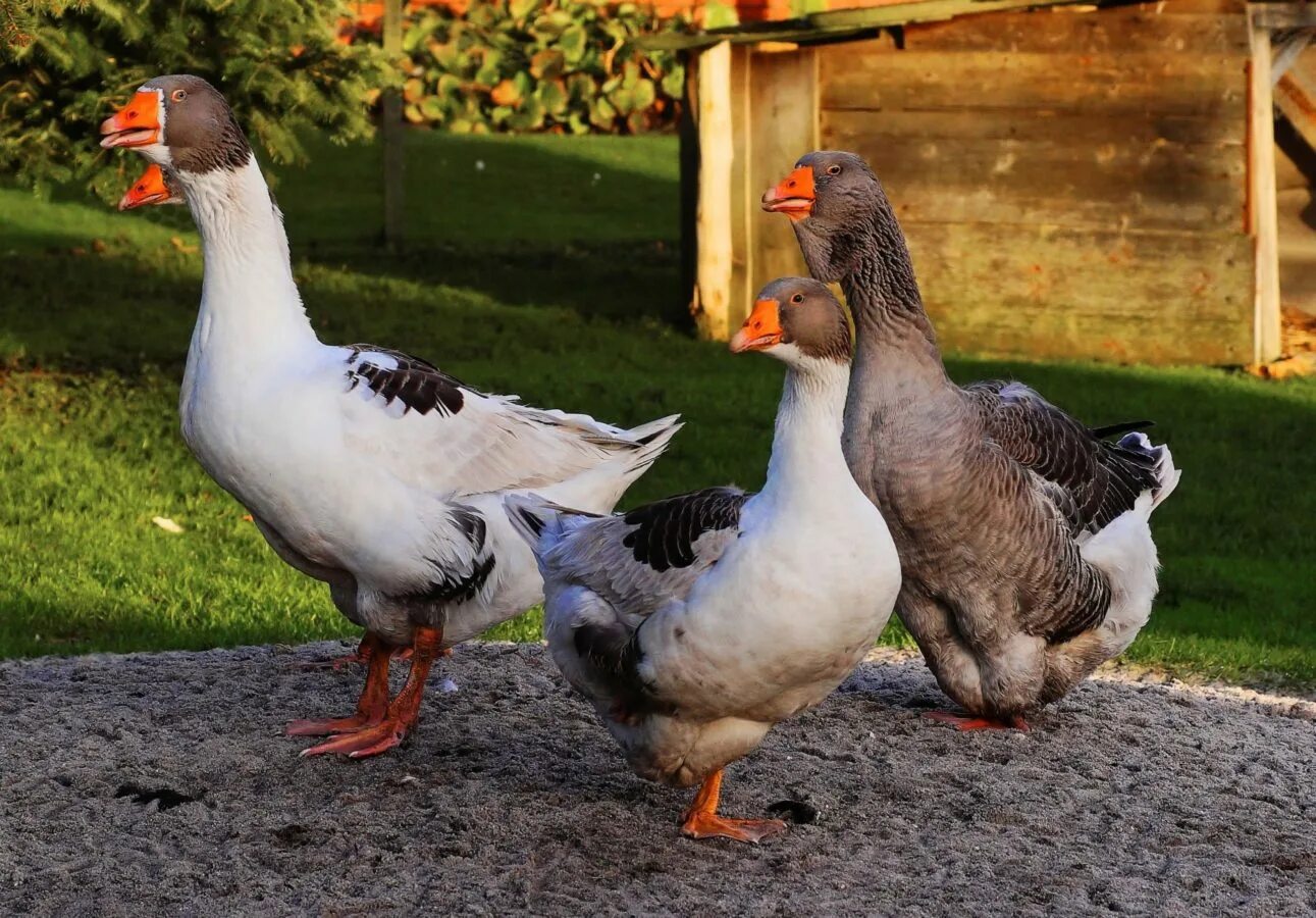 кур и уток и гусей. утки гуси индюки. птичий двор гуси куры утки индюк. индюк и гусь. итальянский гусь.