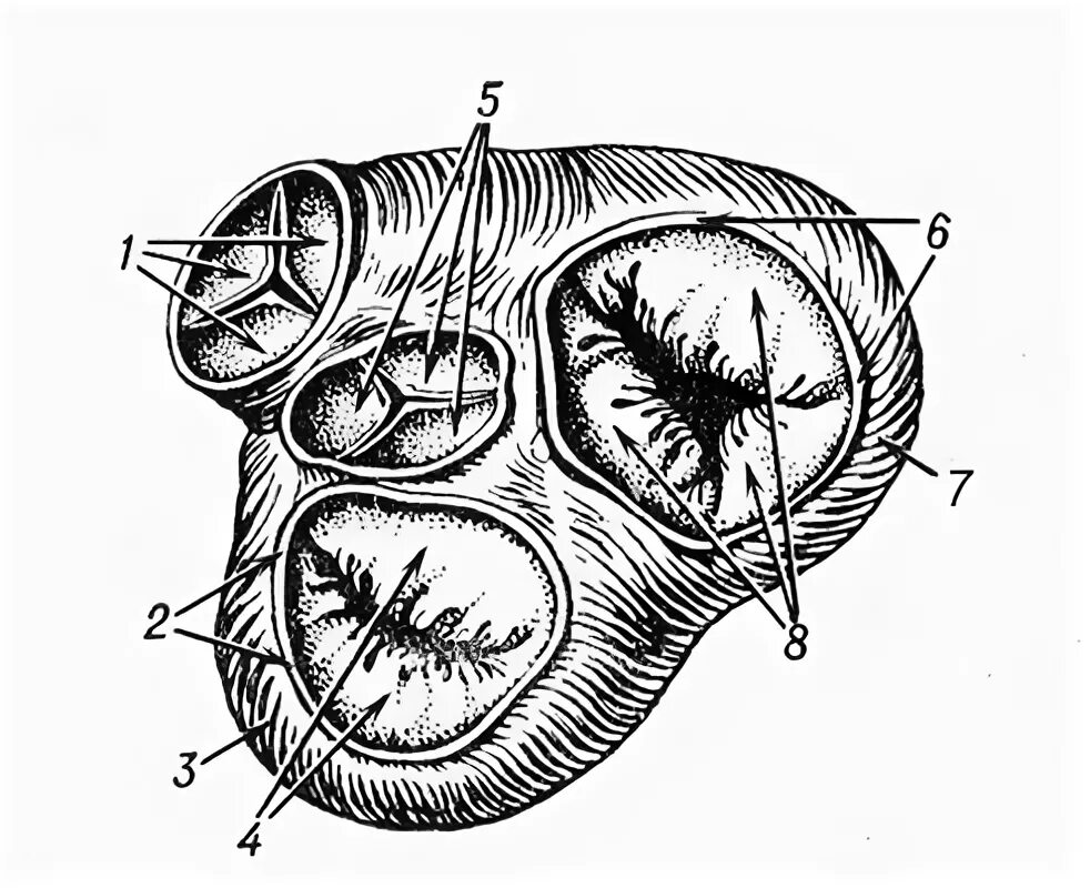 Клапаны сердца сверху. Клапаны сердца вид сверху. Клапаны сердца в разрезе.