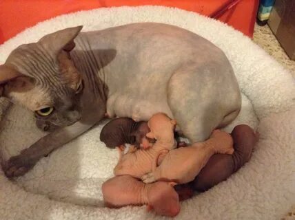 Рождение котят сфинксов