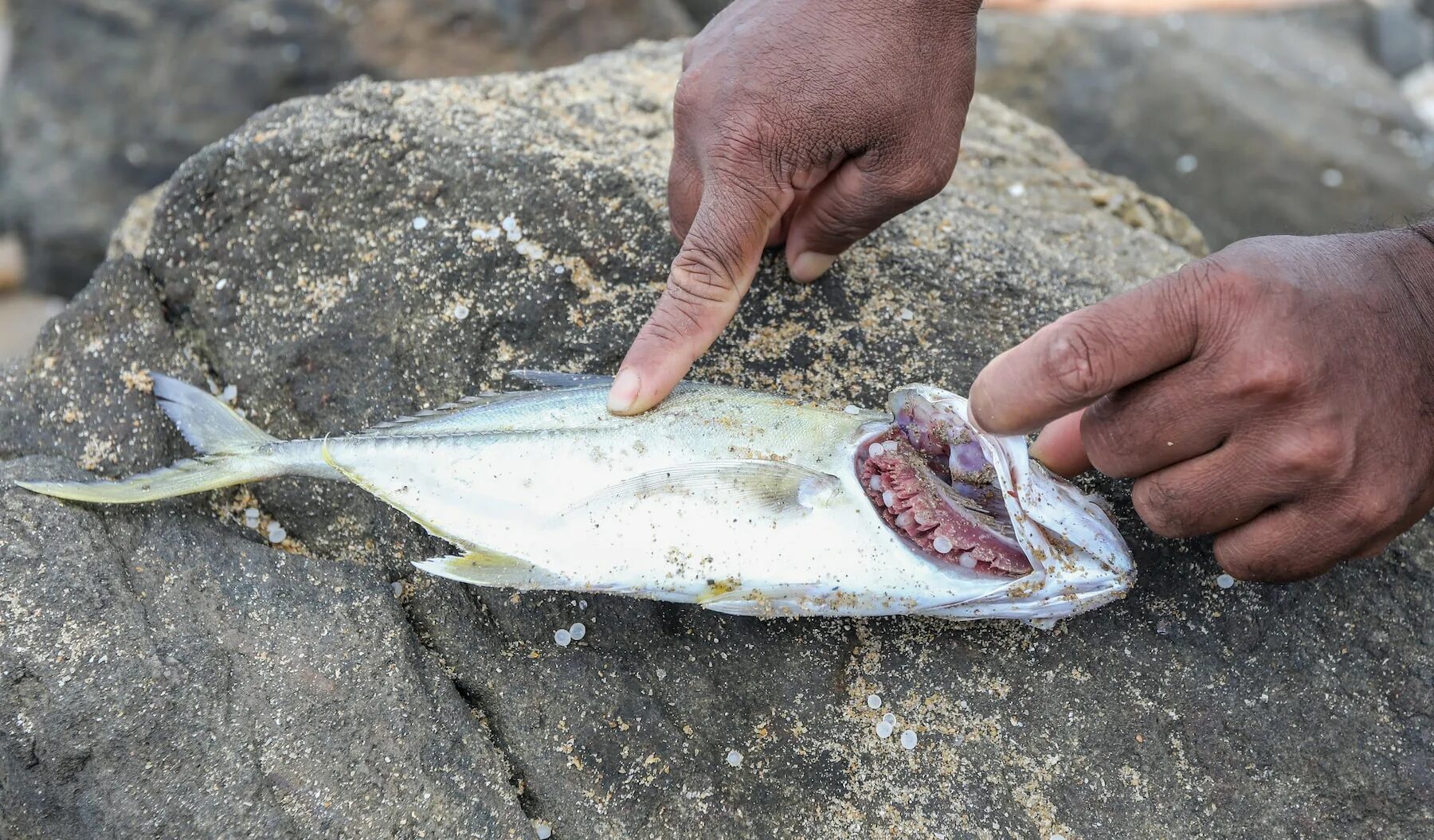 Рыба на шри ланке. Рыбы Шри Ланки. Австралия мертвая рыба. Рыба провидец Шри Ланка.