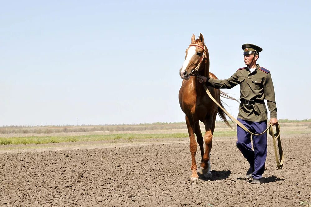 Казак и ворон. Казаки на побывке. Шел казак казак на побывку. Казаки на побывке. Казаки на побывке.