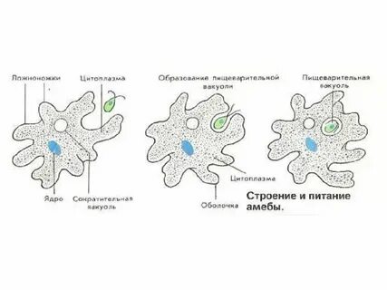 В чем заключается внутриклеточное пищеварение амебы