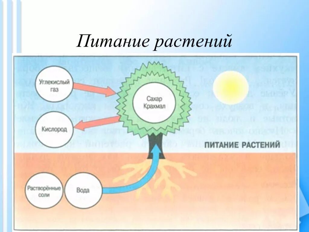 Процесс питания и дыхания растений. Схема питания и дыхания растений 3 класс. Питание и дыхание растений 3 класс окружающий мир. Как дышат растения схема. Процесс питания растений.