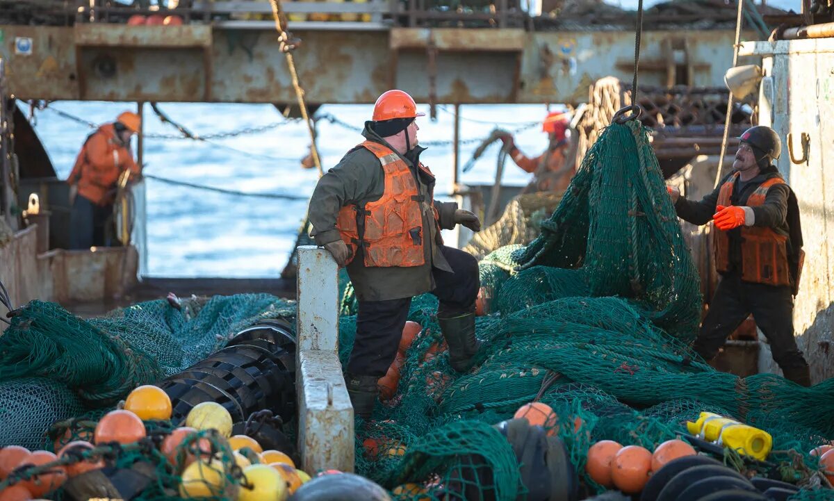 Вылов камчатского краба баренцево море. Вылов трески в баренцевом море. Рыболовецкое судно баренцево море. Трал 520 рыболовецкий. Вылов трески в баренцевом море.