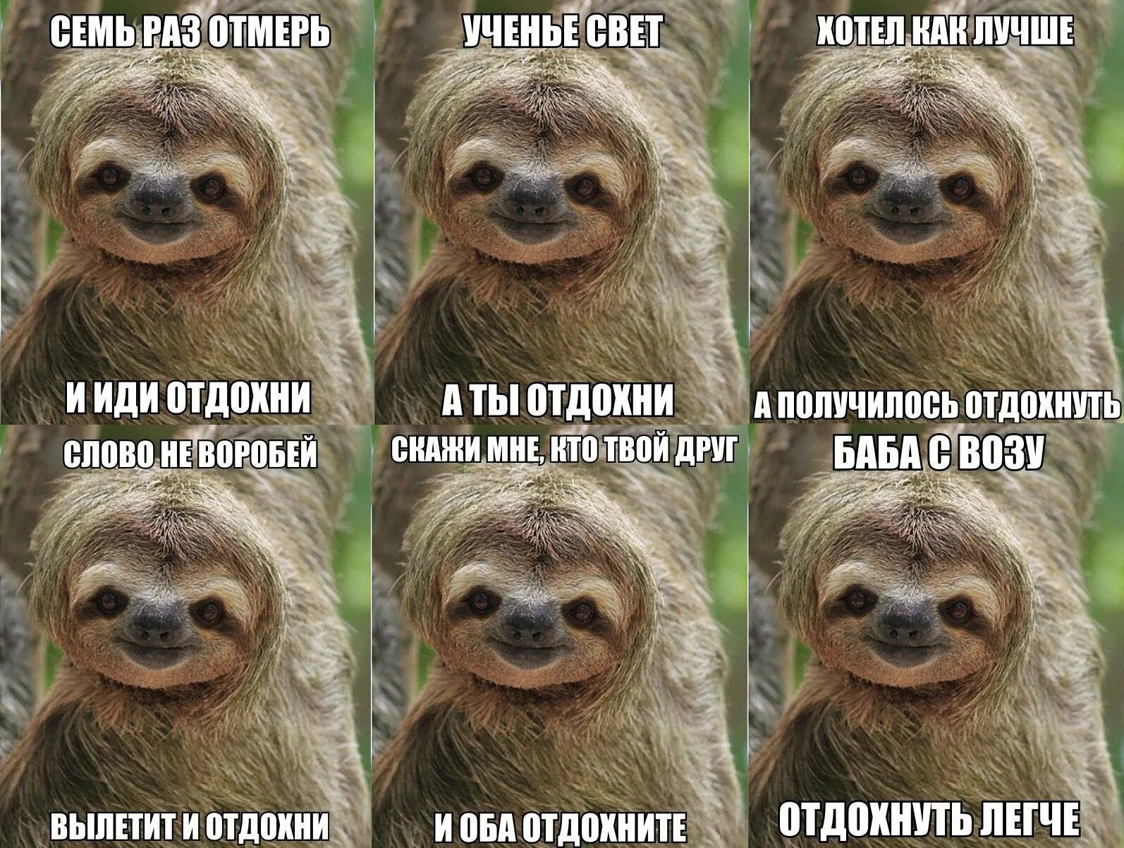 Сегодня надо приходить. Ленивец мемы. Ленивец прикол. Ленивец Отдохни. Семь раз отмерь и Отдохни Ленивец.