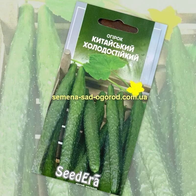 Китайский холодостойкий огурец. Семена огурцов китайский холодоустойчивый. Китайский холодостойкий огурец. Сорта огурцов карандашного типа. Семена огурцов китайский холодоустойчивый.