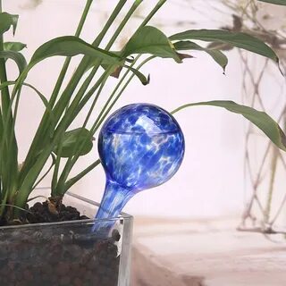 Globe plants