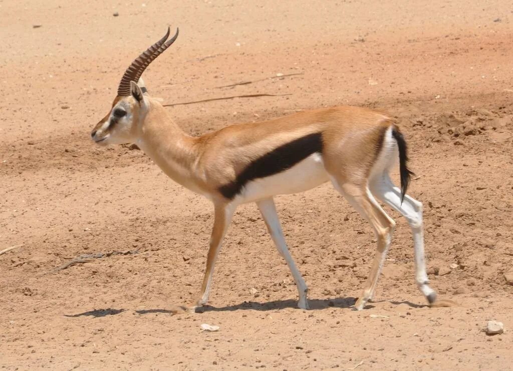 Животное св. • Песчаная Газель (Gazella leptoceros). Фауна Израиля. Животные Израиля Орикс.