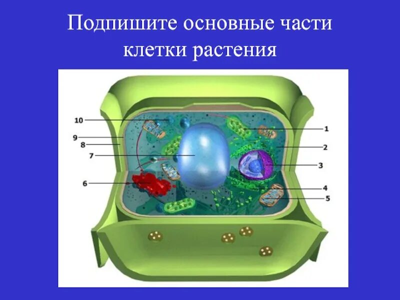 Рисунок модели клетки. Модель строение клетки растения 5 класс биология. Модель растительной клетки 5 класс биология. Модель клетки растения биология 5 класс. Модель клетки биология 6 класс.