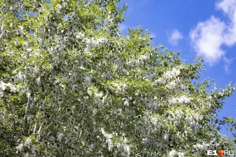 Листва полетела и землю укрыла ковром песня