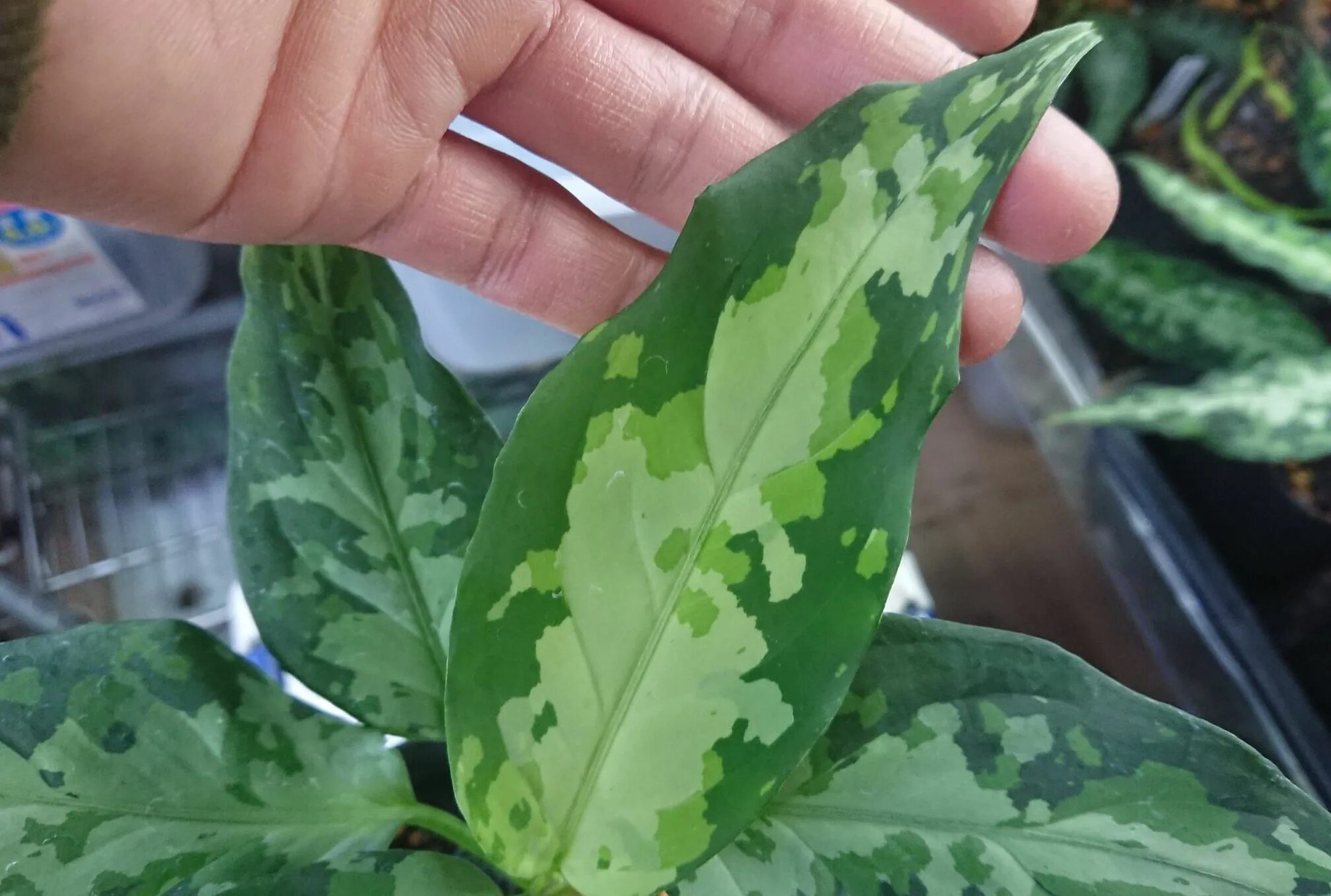 Аглаонема джемини. Аглаонема ланцетная. Аглаонема грин бэй. Аглаонема. Аглаонема commutatum.