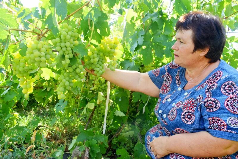 Виноград на даче в сибири. У бабушки растет на даче виноград. Беларусь виноградники. У бабушки растет на даче виноград. У бабушки растет на даче виноград.