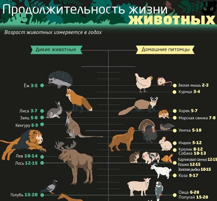Возраст животных по отношению. Продолжительность жизни животных 1 класс таблица. продолжительность жизни пидом. продолжительностьдизни животных. продолжительность животных продолжительность жизни животных.
