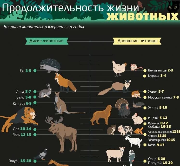 Продолжительность жизни животных 1 класс таблица. Продолжительность жизни Пидом. Продолжительностьдизни животных. Продолжительность животных Продолжительность жизни животных.