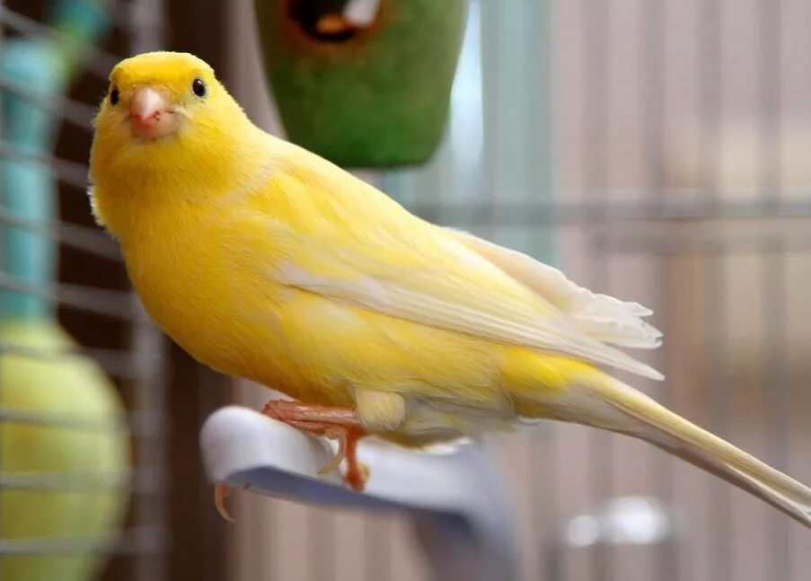 Canary - канарейка. Canary - канарейка. Канарский канареечный вьюрок. Кенор. Спаривание канареек.