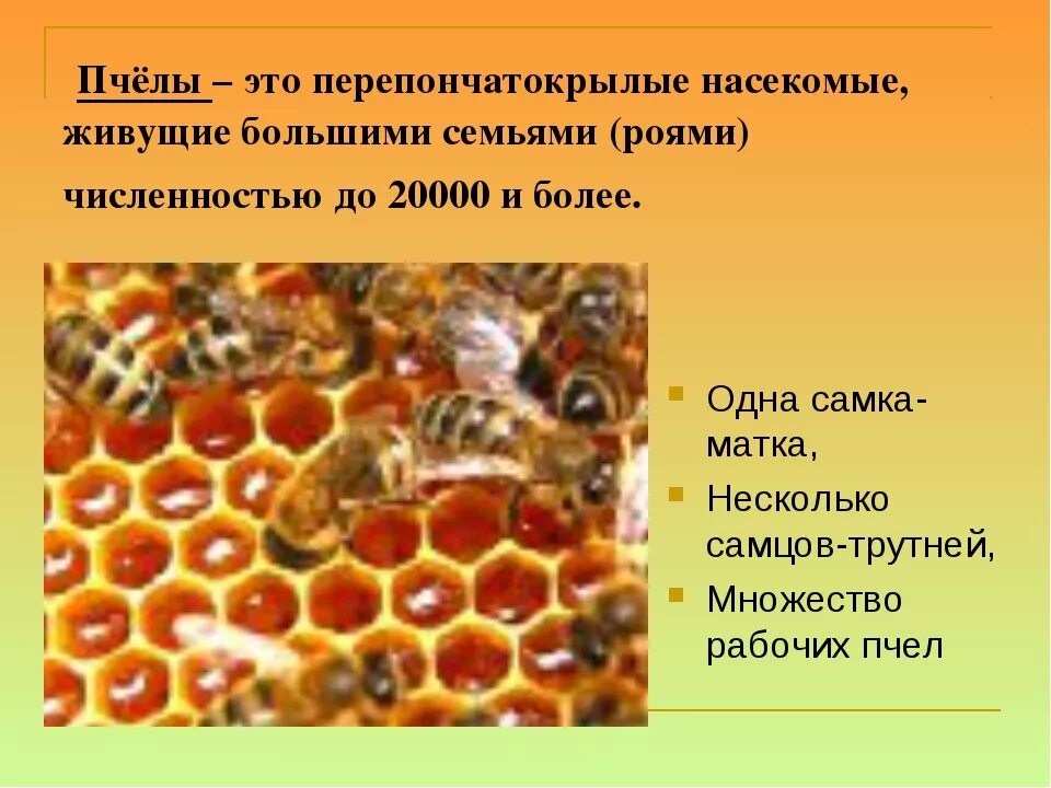 Насекомое пчела 2 класс. Информация о пчелах. Проект про пчел. Пчела описание. Тема пчел для презентации.