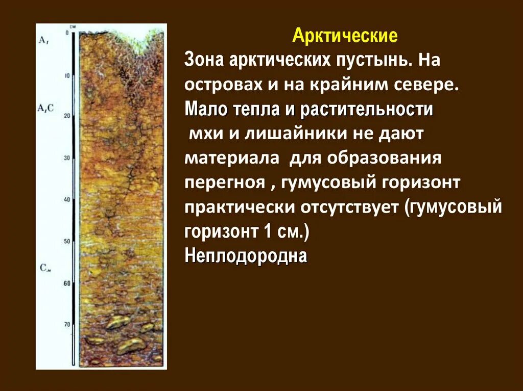 Зональный тип почв арктических пустынь. Зональный тип почв арктических пустынь