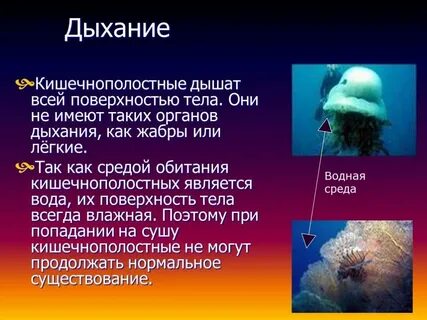 Биология 7 класс кишечнополостные
