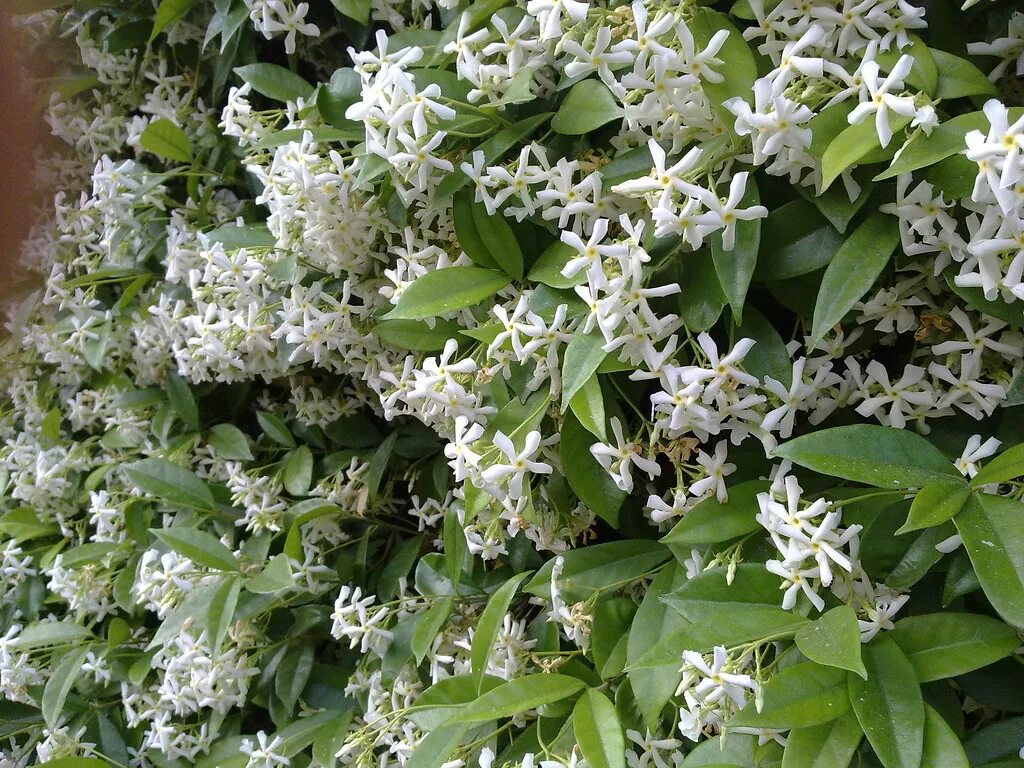 Сильно пахнущие травы. Jasminum tortuosum.