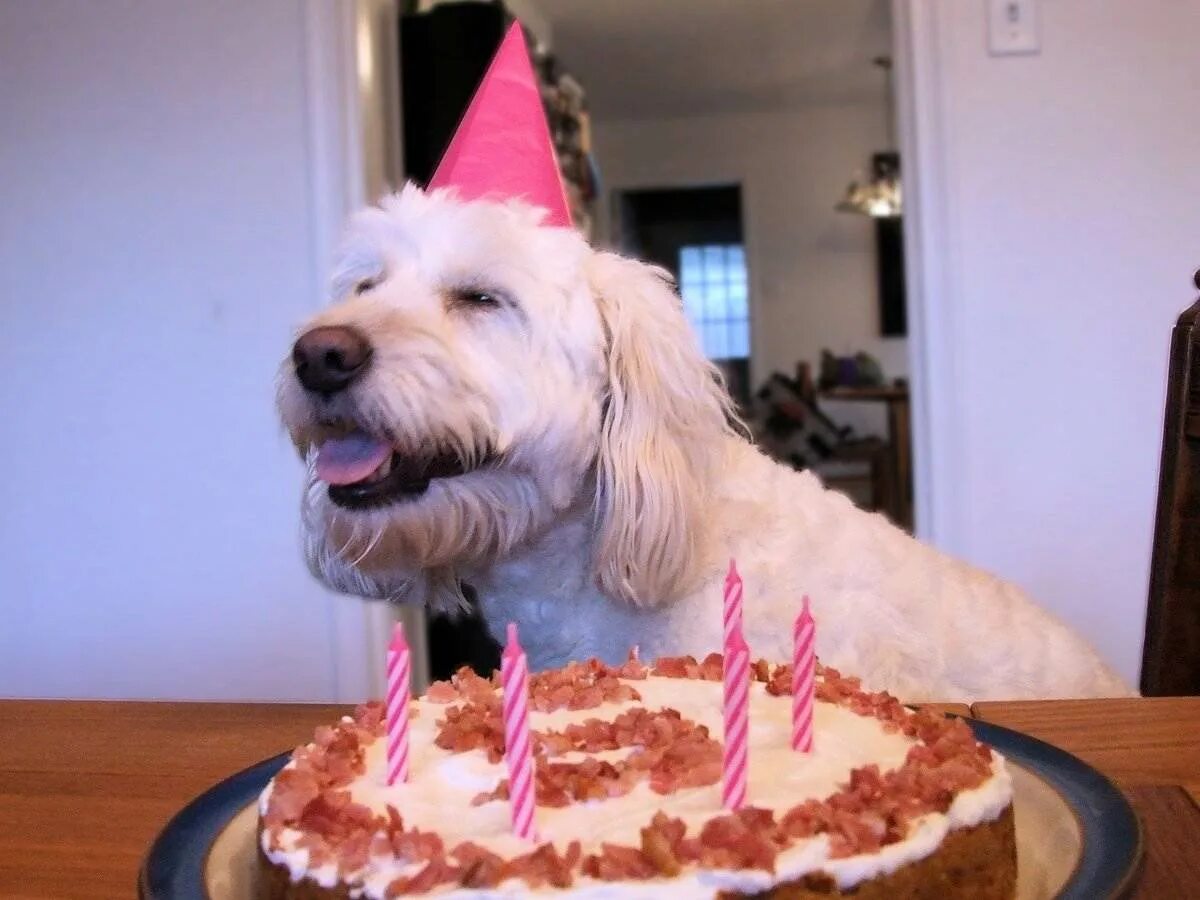 Пес день рождения макса. Торт с собакой. День рождения собаки. С днём рождения собачки. Торт с собачкой.