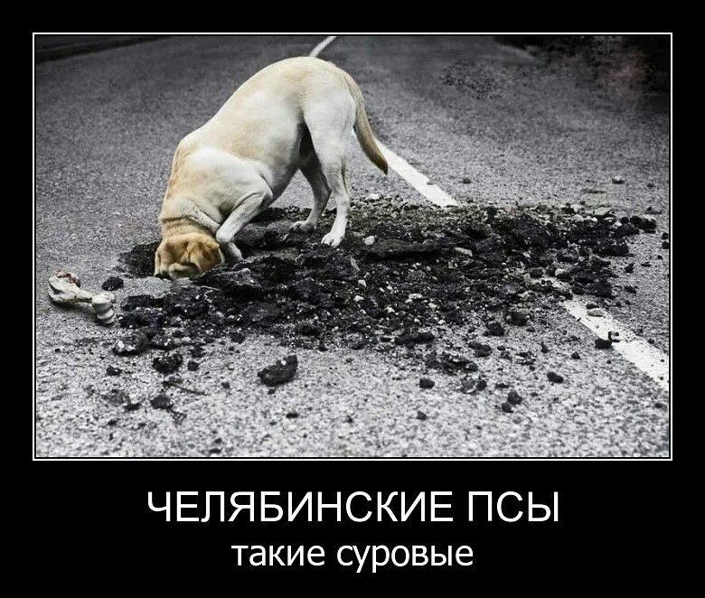 Суровый ошибка. Собака демотиватор. челябинская собака. суровые челябинские собаки. суровый пес.