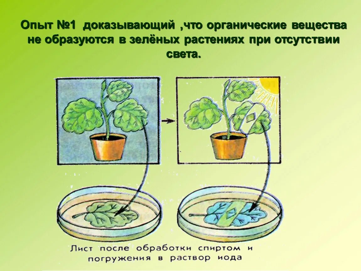 Опыт доказательства времени это. Опыты доказывающие фотосинтез. Опыт доказывающий фотосинтез растений. Опыты по фотосинтезу у растений. Опыты с растениями.