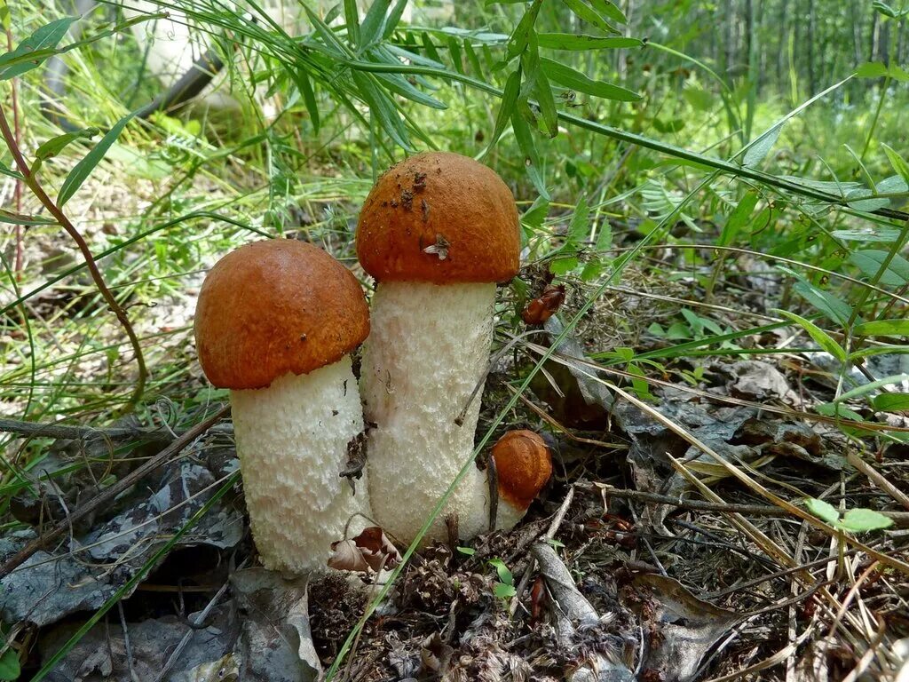 Путем грибной мудрости. Русский гриб. Грибная пора. Мудрый гриб. Гриб красный богатырь.