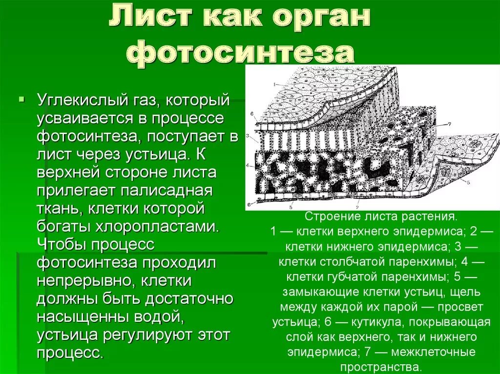 Орган клетки в котором происходит фотосинтез. Строение листа фотосинтез. Строение и функции листа фотосинтез. Строение органов листа. ОМСТ как орган фотосинтеза.