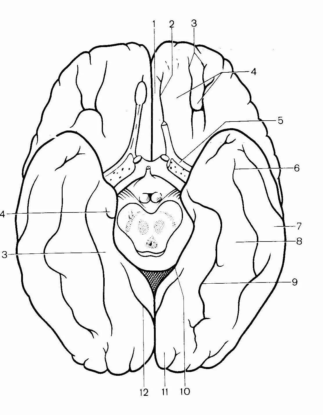Обонятельные доли мозга. Борозды и извилины базальной поверхности головного мозга. Медиальная поверхность головного мозга анатомия. Борозды и извилины нижней поверхности конечного мозга. Нижняя поверхность головного мозга борозды.