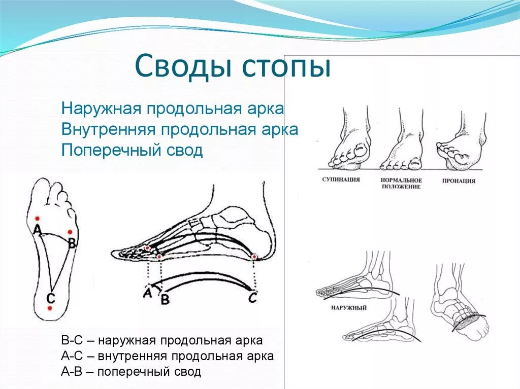 Каналы подошвы. Строение сводов стопы. Поперечный свод стопы схема. Точки опоры продольного свода стопы. Поперечный свод стопы связки.