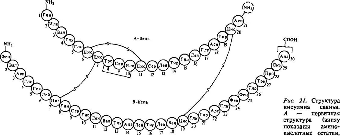 Ала фен лей вал. Первичная структура инсулина. Первичная структура инсулина человека. Инсулин структура. Инсулин строение.