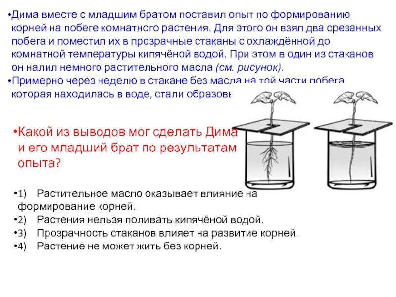 Гибель семян в кипяченой воде. Опыты с комнатными растениями в воде. растение в стакане с водой опыт. опыт с традесканцией. побег цветка в стакане с водой.