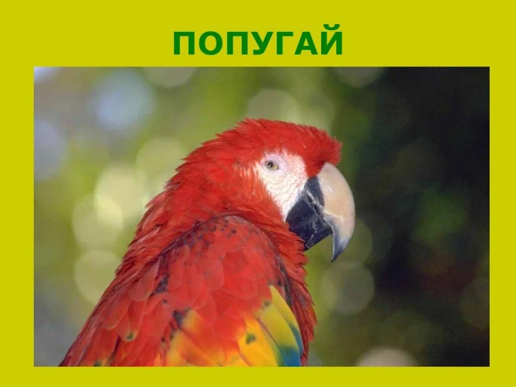 Попугай на английском. Слова на английском попугай. Parrot карточка. Карточки с животными Parrot.